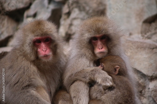 Japanese Macaque at Jigokudani hot spring © daphne