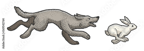 Wild wolf chasing hare color sketch engraving vector illustration. T-shirt apparel print design. Scratch board imitation. Black and white hand drawn image.