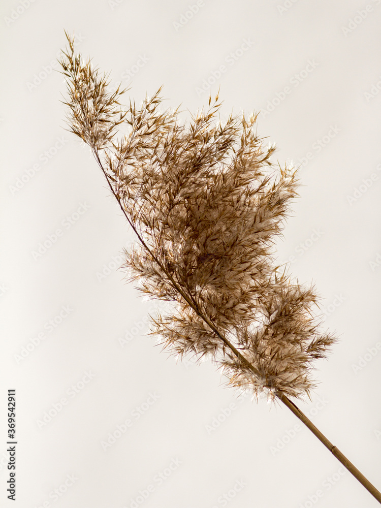 Obraz premium View of reeds against white background