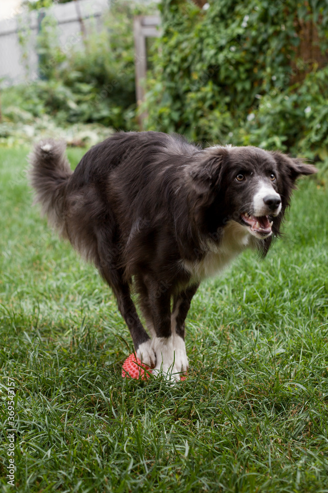 Dog Border Collie training lesson Dog Border Collie training lesson