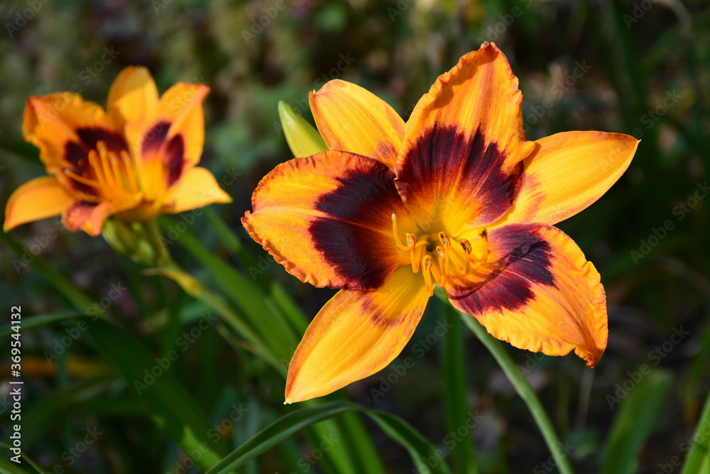 The orange daylily flower in the rays of sunlight is beautiful. The orange daylily flower in the rays of sunlight is beautiful.