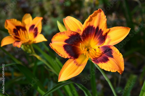 The orange daylily flower in the rays of sunlight is beautiful. © Optimist