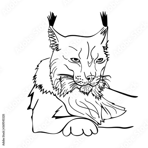 Sketch style portrait of lynx isolated on white background. Wild bobcat black and white sketch icon. Wildcat looking straight forward. Concept for logo, icon , print. Stock vector illustration