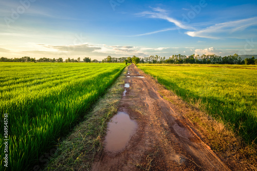 Wet Road in the Rice Field
