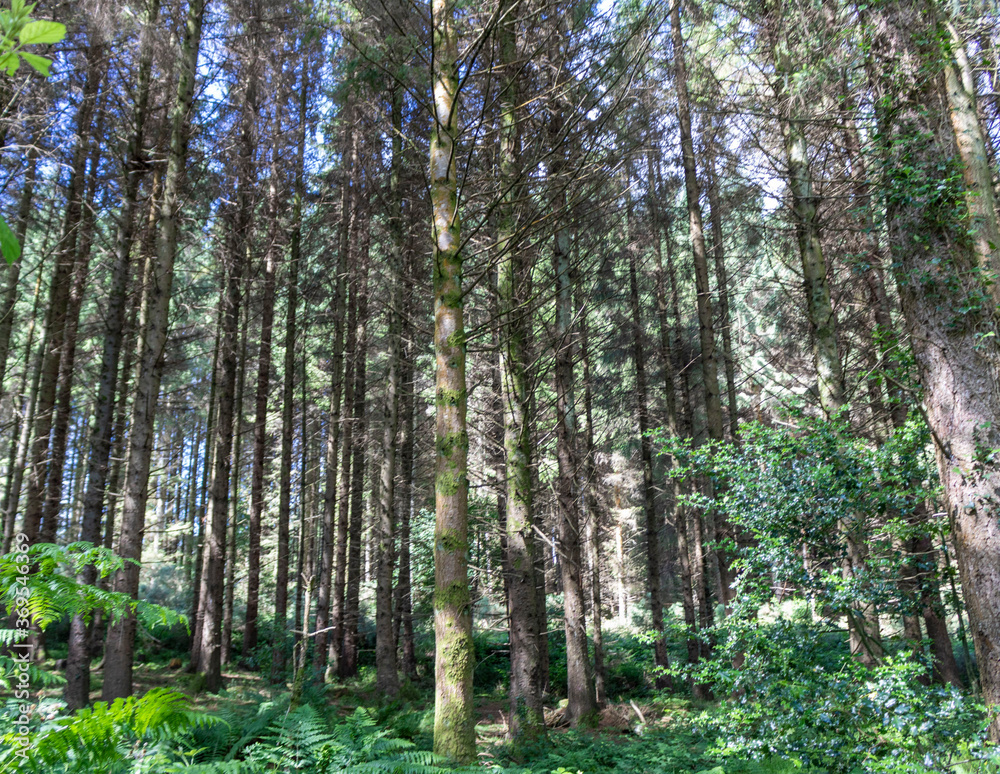 Obraz premium Trees in the forest. Flora of Ireland.