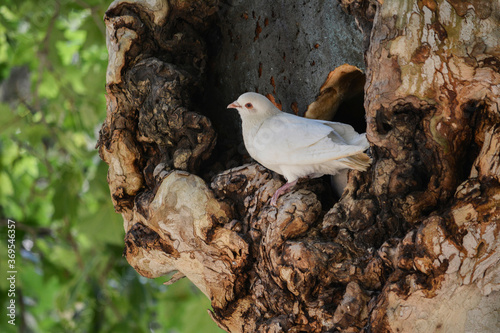 La paloma blanca es un ave que forma parte de la familia de las Columbiadae