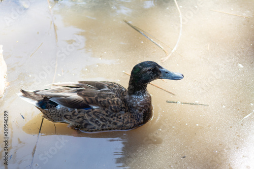 El pato comun es un ave que pertenece a la familia de las anátidas y que, por lo general, vive cerca del agua . photo