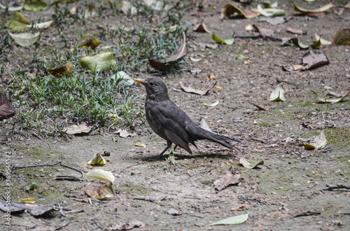 gorrión común posee un pico fuerte y un plumaje dominado por los tonos pardos en el dorso