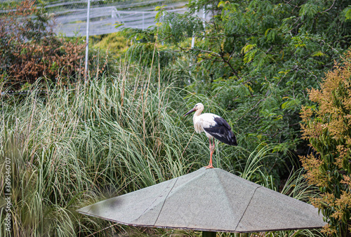 Cigueñas posando sobre un paraguas en la naturaleza.