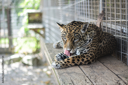 tigre de Bengala es bella e imponente. Es un cuadrúpedo de patas gruesas, mandíbulas y dientes fuertes.