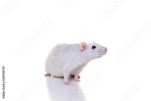 Pretty white domestic rat on a white background seen from the front from nose to tail