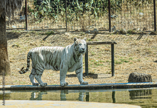 tigre blanco también conocido como un tigre albino es un ejemplar de tigre (Panthera tigris)