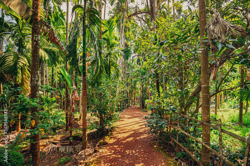 Goa  India. View Of Road Lane Path Way Surrounded By Tropical Green Vegetation And Bamboo Trees In Sunny Day. Park Landscape