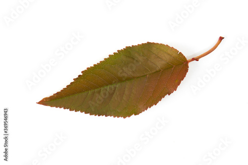 Yellow maple leaf as an autumn symbol. Isolated on white.