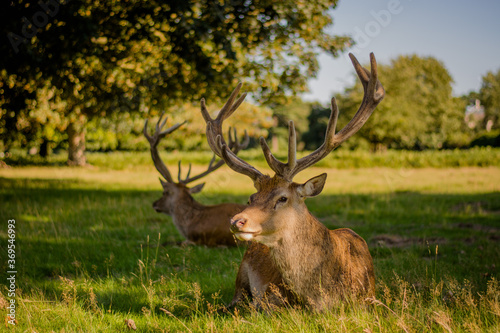 Amazing deer stag with majesty antlers portrait laying in the nature, park, meadow