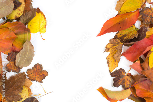 collection of beautiful colorful autumn leaves isolated on white background