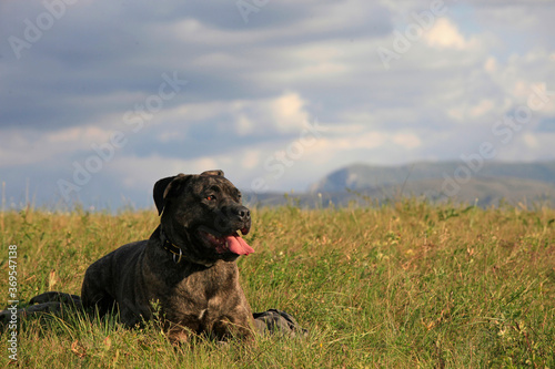 Dog breed cane corso in nature on a sunny summer day © yanakoroleva27