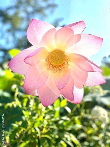 Lotus morning glory