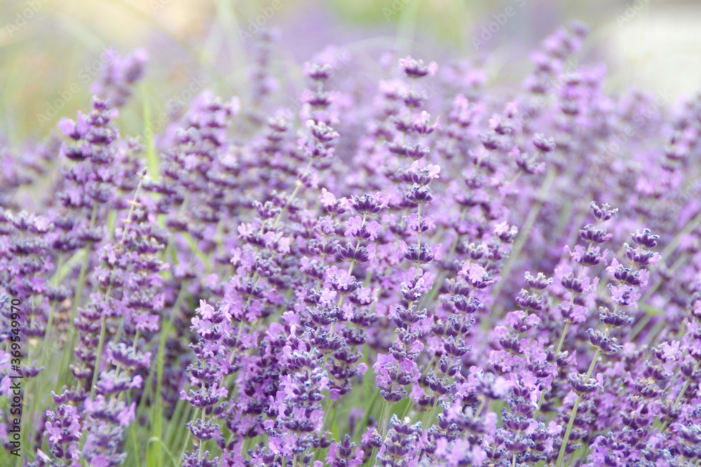 Field of Lavender, Lavandula angustifolia, Lavandula officinalis 