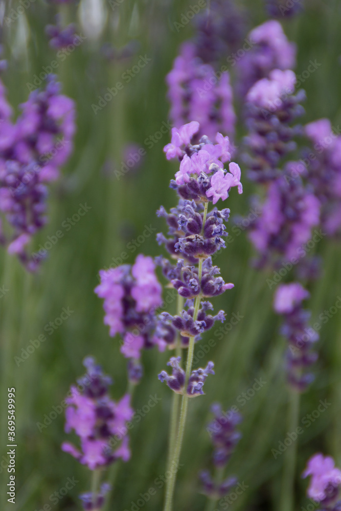 Field of Lavender, Lavandula angustifolia, Lavandula officinalis Field of Lavender, Lavandula angustifolia, Lavandula officinalis