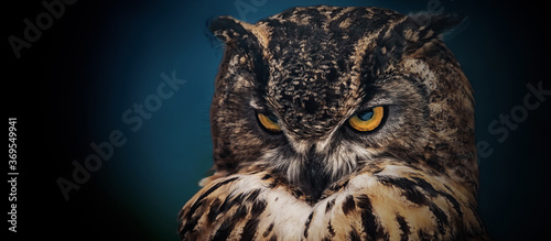 Yellow eyes of horned owl close up on a dark background. photo