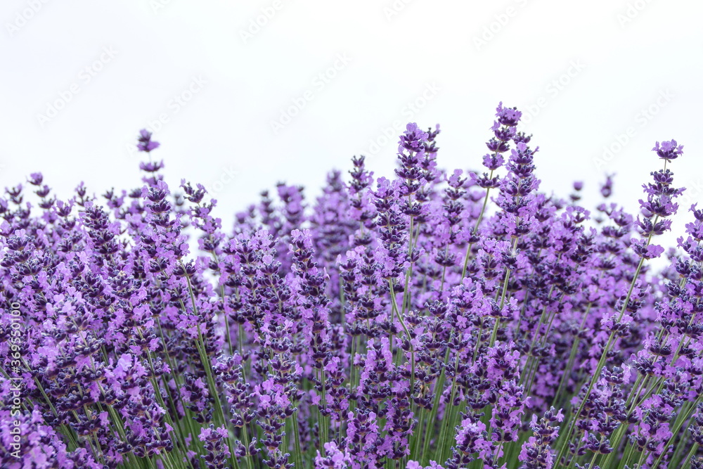 Naklejka premium Field of Lavender, Lavandula angustifolia, Lavandula officinalis , on white background
