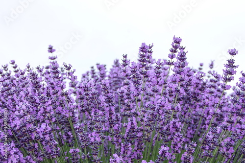 Field of Lavender, Lavandula angustifolia, Lavandula officinalis , on white background