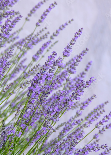 Field of Lavender  Lavandula angustifolia  Lavandula officinalis 