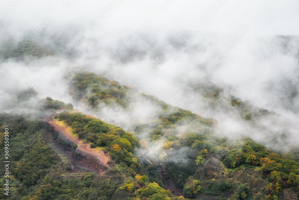Forest hills in autumn fog