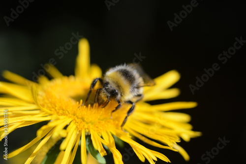 Fluffy bumblebee on yellow elecampane flower in summer