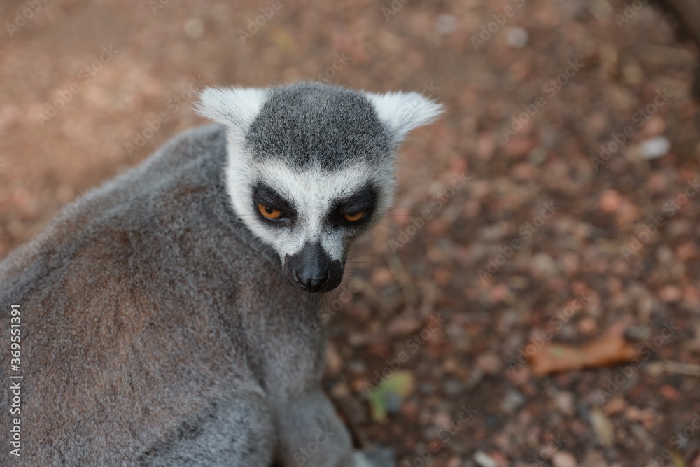 Fototapeta premium Ring-Tailed Lemur (Lemur catta) in nature, green background, funny wild animal