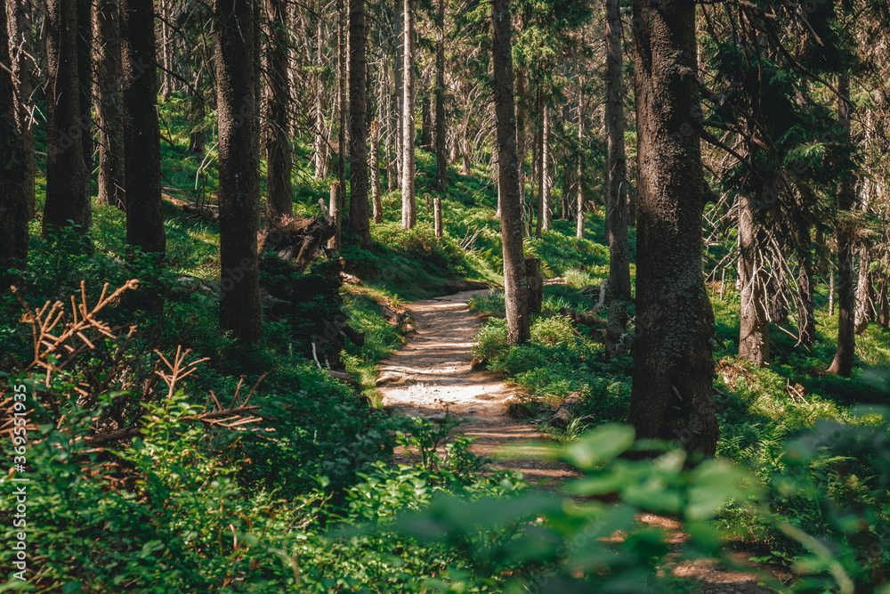Fototapeta premium dirt path in a dark green forest with sunlight