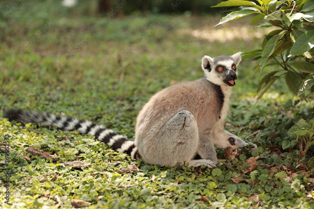 Fototapeta premium Ring-Tailed Lemur (Lemur catta) in nature, green background, funny wild animal