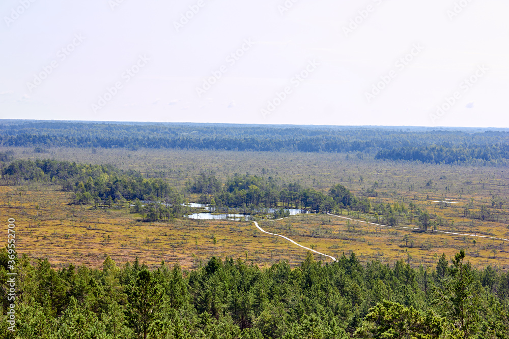 Swamp landscape in national park in Latvia surrounded by forest 