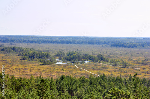 Wallpaper Mural Swamp landscape in national park in Latvia surrounded by forest  Torontodigital.ca