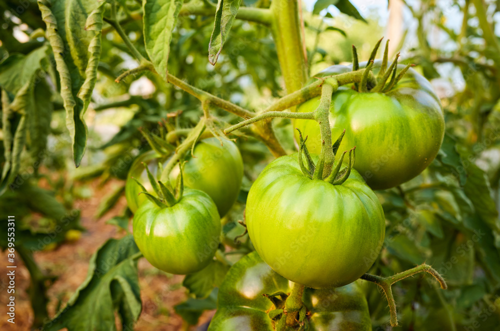 Ripening organic green tomatoes in a greenhouse, selective focus. Ripening organic green tomatoes in a greenhouse, selective focus.