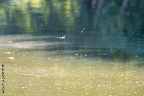  large dragonfly flies over the calm waters of a lake
