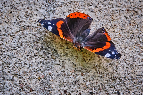 Admiral ( Vanessa atalanta, Syn.: Pyrameis atalanta ). photo