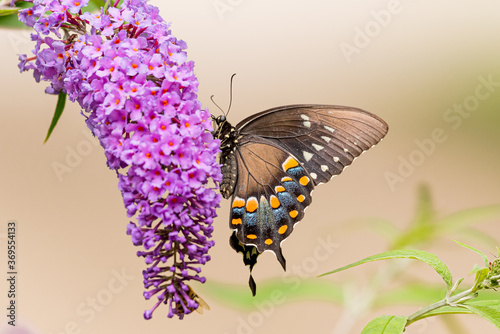 Photography Black Swallowtail butterfly perched on purple butterfly bush flower in garden in