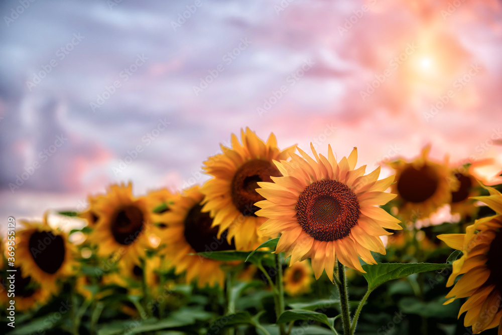 Obraz premium Sunflower field during sunset , Balkan , 