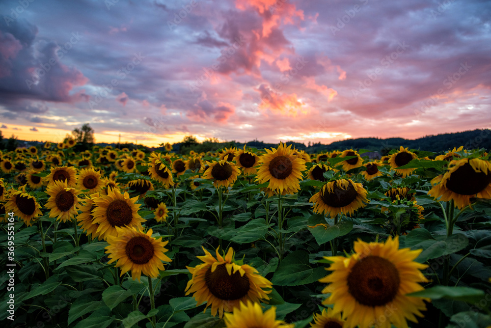 Obraz premium Sunflower field during sunset , Balkan , 