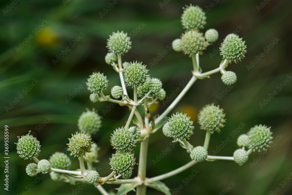 Exotic flora. Natural texture and pattern. Herbs. Closeup view of an Eryngium elegans, also known as Eryngo, plant. Its long stem and beautiful green ball shaped fruits. Exotic flora. Natural texture and pattern. Herbs. Closeup view of an Eryngium elegans, also known as Eryngo, plant. Its long stem and beautiful green ball shaped fruits.