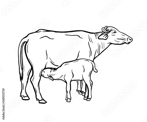 breeding cow. animal husbandry. livestock illustration on a white
