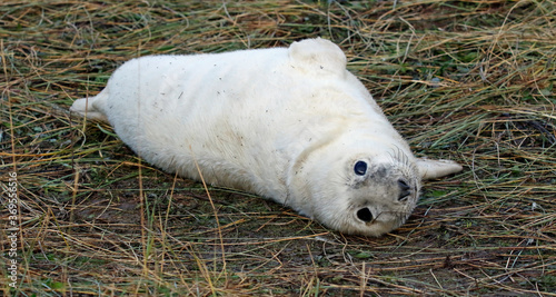 Grey seals on the beach