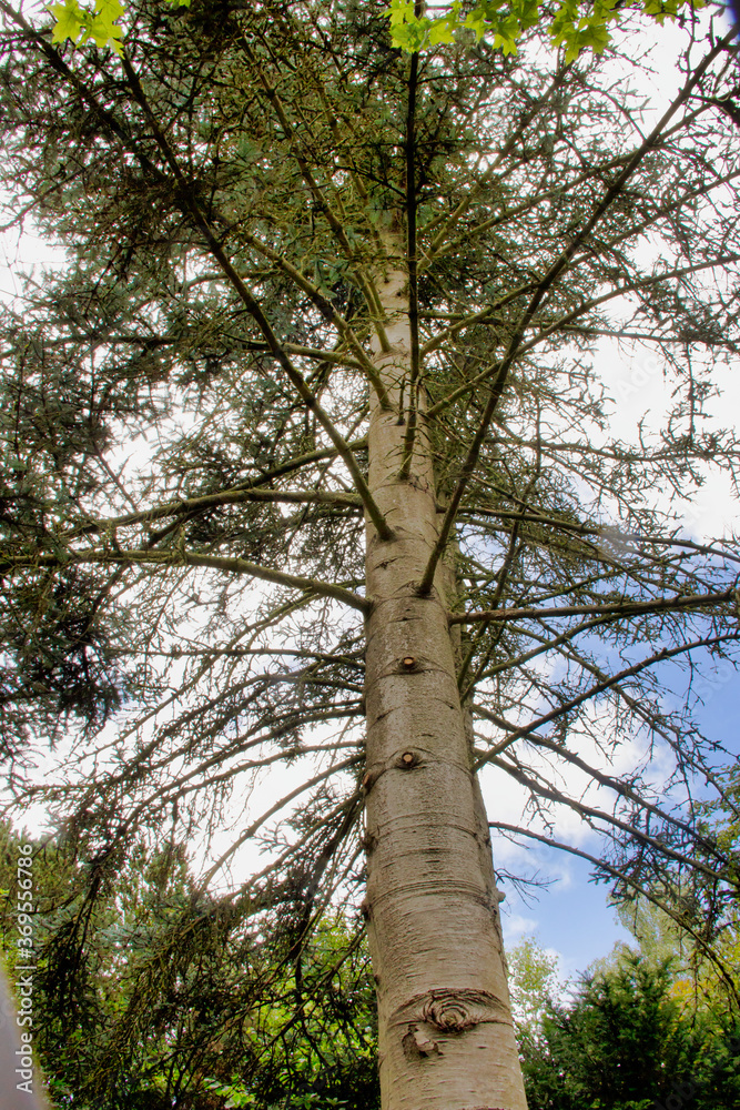Obraz premium A noble fir, Abies procera, also known as silver fir in the standard language, is a species of fir, Abies, in the pine family, Pinaceae