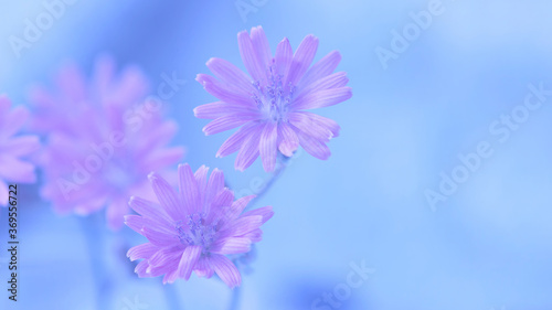 Purple flowers on a blue blurred background. Beautiful floral banner. Selective soft focus. © Yulia