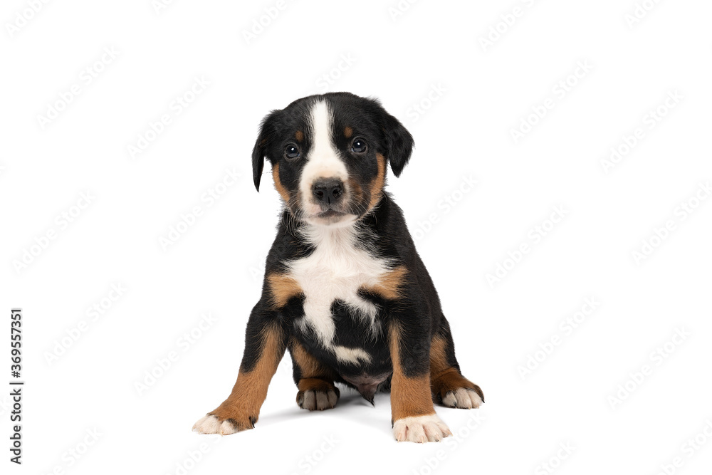 Portrait of a Appenzeller Mountain Sennen Dog pup sitting isolated against a white background Portrait of a Appenzeller Mountain Sennen Dog pup sitting isolated against a white background