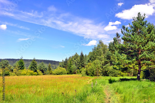 Forest meadow in summer sunny day. Meadow forest landscape.