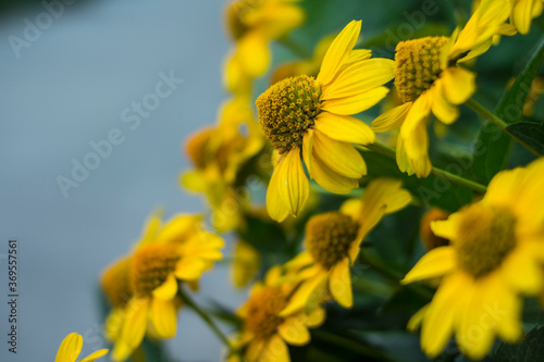 Bright yellow arnica flowers with green leaves