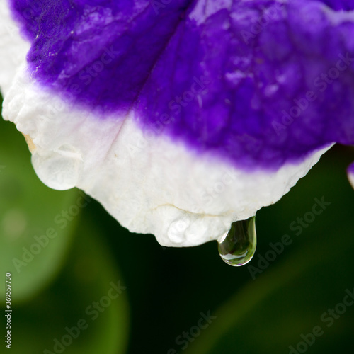 Close -up on blue Petunia flower with water drop.